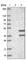 Ubiquitin Recognition Factor In ER Associated Degradation 1 antibody, HPA030287, Atlas Antibodies, Western Blot image 