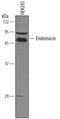 Endomucin antibody, AF7206, R&D Systems, Western Blot image 