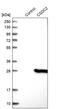 Cold Shock Domain Containing C2 antibody, PA5-51815, Invitrogen Antibodies, Western Blot image 