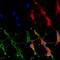 SH3 And Multiple Ankyrin Repeat Domains 1 antibody, 56469, QED Bioscience, Immunocytochemistry image 