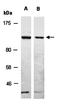 Cadherin 1 antibody, orb66765, Biorbyt, Western Blot image 