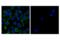 Programmed Cell Death 1 antibody, 34920S, Cell Signaling Technology, Immunocytochemistry image 