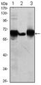 P-LAP antibody, AM06465SU-N, Origene, Western Blot image 
