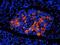 NPHS1 Adhesion Molecule, Nephrin antibody, orb157949, Biorbyt, Immunofluorescence image 