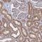 Syntaphilin antibody, NBP2-13358, Novus Biologicals, Immunohistochemistry paraffin image 