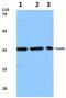 Forkhead Box R1 antibody, PA5-36475, Invitrogen Antibodies, Western Blot image 
