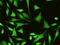 Galectin 3 antibody, GTX02037, GeneTex, Immunocytochemistry image 