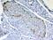 Retinol Binding Protein 4 antibody, PA5-79919, Invitrogen Antibodies, Immunohistochemistry frozen image 