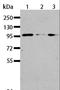 A-Kinase Anchoring Protein 8 Like antibody, LS-C401203, Lifespan Biosciences, Western Blot image 