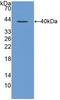 C-C Motif Chemokine Ligand 3 antibody, LS-C314383, Lifespan Biosciences, Western Blot image 