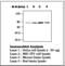 Protein Kinase C Alpha antibody, LS-C62277, Lifespan Biosciences, Western Blot image 