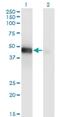 LIM Homeobox 9 antibody, H00056956-M08, Novus Biologicals, Western Blot image 