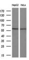 ETS Proto-Oncogene 2, Transcription Factor antibody, MA5-26125, Invitrogen Antibodies, Western Blot image 
