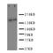 Versican antibody, LS-C312902, Lifespan Biosciences, Western Blot image 