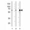 Histone Deacetylase 1 antibody, F52270-0.4ML, NSJ Bioreagents, Western Blot image 