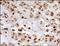 TGF beta antibody, 250876, Abbiotec, Immunohistochemistry paraffin image 