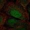 Homeobox A2 antibody, HPA078220, Atlas Antibodies, Immunofluorescence image 