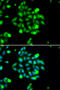 Ubiquitin Conjugating Enzyme E2 G1 antibody, abx005302, Abbexa, Western Blot image 