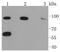 RAD18 E3 Ubiquitin Protein Ligase antibody, NBP2-67669, Novus Biologicals, Western Blot image 