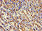 Aurora Kinase C antibody, LS-C672477, Lifespan Biosciences, Immunohistochemistry paraffin image 