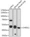 Chordin Like 1 antibody, 15-928, ProSci, Western Blot image 