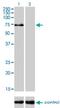 Tripartite Motif Containing 32 antibody, H00022954-M09, Novus Biologicals, Western Blot image 