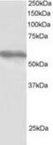 Tripartite Motif Containing 4 antibody, TA302864, Origene, Western Blot image 