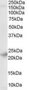 Synaptogyrin 4 antibody, MBS420080, MyBioSource, Western Blot image 