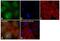SHC Adaptor Protein 1 antibody, LF-MA0201, Invitrogen Antibodies, Immunofluorescence image 