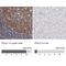 DNA polymerase alpha catalytic subunit antibody, NBP1-82449, Novus Biologicals, Immunohistochemistry paraffin image 