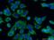 Adenylate Kinase 4 antibody, 13206-1-AP, Proteintech Group, Immunofluorescence image 