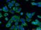 Adenylate kinase isoenzyme 4, mitochondrial antibody, 13206-1-AP, Proteintech Group, Immunofluorescence image 