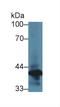 Annexin A1 antibody, LS-C704171, Lifespan Biosciences, Western Blot image 