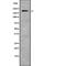 Transient Receptor Potential Cation Channel Subfamily M Member 7 antibody, abx219144, Abbexa, Western Blot image 