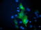 Beclin 1 antibody, LS-C785807, Lifespan Biosciences, Immunofluorescence image 
