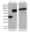 Annexin A3 antibody, M04796, Boster Biological Technology, Western Blot image 