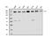 Cyclin Dependent Kinase 12 antibody, A03495-1, Boster Biological Technology, Western Blot image 