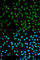Cystatin 8 antibody, A1224, ABclonal Technology, Immunofluorescence image 