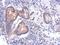 Branched Chain Keto Acid Dehydrogenase Kinase antibody, NBP2-15553, Novus Biologicals, Immunohistochemistry frozen image 