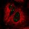 MUS81 Structure-Specific Endonuclease Subunit antibody, NBP2-32474, Novus Biologicals, Immunocytochemistry image 