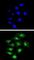 Core-Binding Factor Subunit Beta antibody, abx033053, Abbexa, Western Blot image 