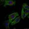 Paxillin antibody, 79-693, ProSci, Immunofluorescence image 