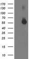 Integrin Alpha FG-GAP Repeat Containing 2 antibody, TA503064, Origene, Western Blot image 