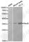 RNA Binding Fox-1 Homolog 3 antibody, A0951, ABclonal Technology, Western Blot image 