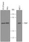 Plexin Domain Containing 1 antibody, AF5327, R&D Systems, Western Blot image 