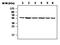 Enolase 1 antibody, MA5-17262, Invitrogen Antibodies, Western Blot image 