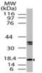 Fatty Acid Binding Protein 7 antibody, MBS668051, MyBioSource, Western Blot image 