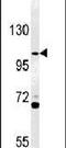 ArfGAP With Coiled-Coil, Ankyrin Repeat And PH Domains 3 antibody, PA5-25101, Invitrogen Antibodies, Western Blot image 