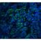 Endonuclease G antibody, LS-C8, Lifespan Biosciences, Immunofluorescence image 