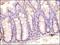 Toll Like Receptor 3 antibody, GTX13915, GeneTex, Immunohistochemistry paraffin image 